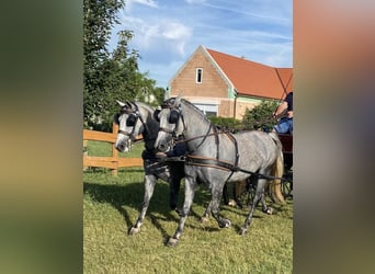 Hongaars sportpaard, Merrie, 10 Jaar, 153 cm, Schimmel