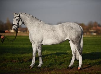 Hongaars sportpaard, Merrie, 10 Jaar, 155 cm, Wit
