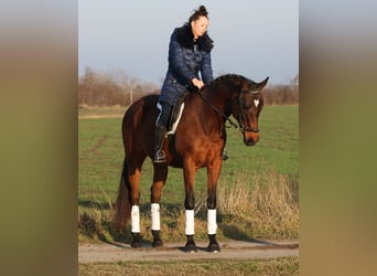 Hongaars sportpaard, Merrie, 10 Jaar, 160 cm, Bruin