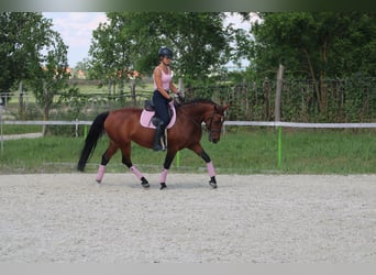 Hongaars sportpaard Mix, Merrie, 10 Jaar, 160 cm, Roodbruin
