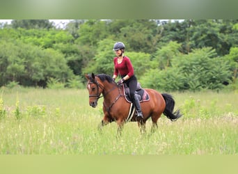 Hongaars sportpaard Mix, Merrie, 10 Jaar, 160 cm, Roodbruin