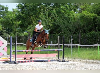 Hongaars sportpaard Mix, Merrie, 10 Jaar, 160 cm, Roodbruin