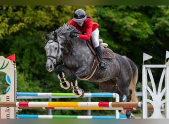 Hongaars sportpaard, Merrie, 10 Jaar, 163 cm, Schimmel