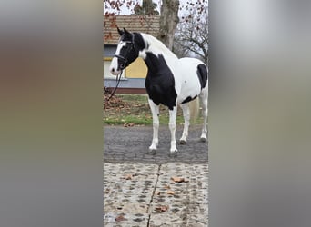 Hongaars sportpaard, Merrie, 10 Jaar, 175 cm, Gevlekt-paard