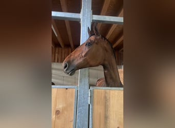 Hongaars sportpaard, Merrie, 10 Jaar, 183 cm, Bruin