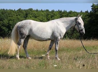 Hongaars sportpaard Mix, Merrie, 11 Jaar, 150 cm, Schimmel