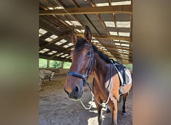 Hongaars sportpaard, Merrie, 11 Jaar, 168 cm, Donkerbruin