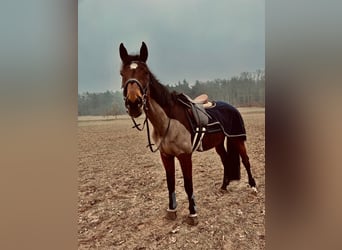 Hongaars sportpaard, Merrie, 11 Jaar, 172 cm, Bruin