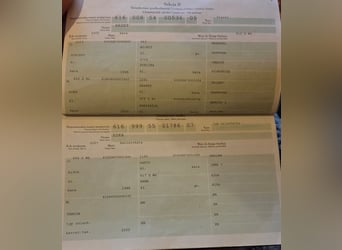 Hongaars sportpaard, Merrie, 11 Jaar, 175 cm