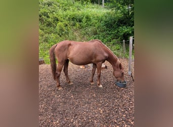Hongaars sportpaard, Merrie, 12 Jaar, 148 cm