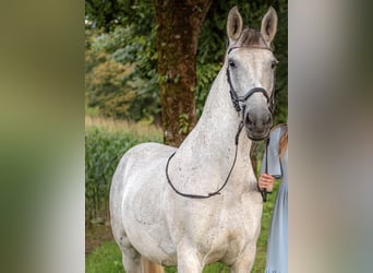 Hongaars sportpaard, Merrie, 12 Jaar, 152 cm