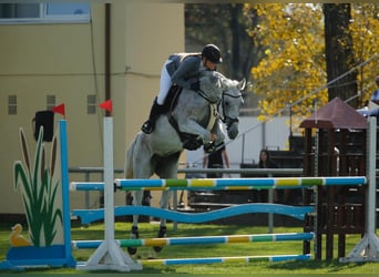 Hongaars sportpaard, Merrie, 12 Jaar, 164 cm, Schimmel