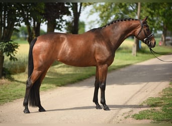 Hongaars sportpaard, Merrie, 12 Jaar, 165 cm, Brauner