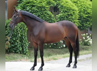 Hongaars sportpaard, Merrie, 12 Jaar, 170 cm, Donkerbruin