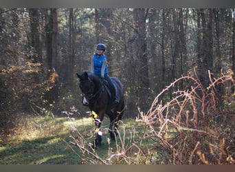 Hongaars sportpaard, Merrie, 13 Jaar, 170 cm, Brauner