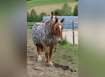Hongaars sportpaard, Merrie, 14 Jaar, 160 cm, Vos
