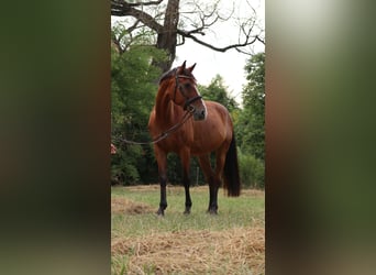 Hongaars sportpaard, Merrie, 14 Jaar, 162 cm, Roodbruin