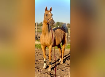 Hongaars sportpaard, Merrie, 15 Jaar, 165 cm, Palomino