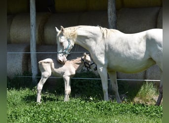 Hongaars sportpaard, Merrie, 15 Jaar, 165 cm, Perlino