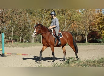 Hongaars sportpaard, Merrie, 15 Jaar, 166 cm, Bruin