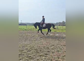 Hongaars sportpaard, Merrie, 16 Jaar, 169 cm, Zwart