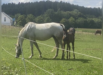 Hongaars sportpaard, Merrie, 17 Jaar, 165 cm, Schimmel