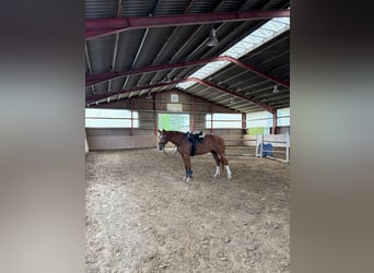 Hongaars sportpaard, Merrie, 17 Jaar, 172 cm, Vos