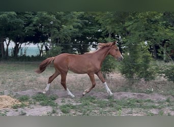 Hongaars sportpaard, Merrie, 1 Jaar, 145 cm, Donkere-vos