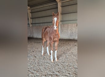 Hongaars sportpaard, Merrie, 1 Jaar, 155 cm, Donkere-vos
