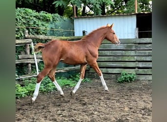 Hongaars sportpaard, Merrie, 1 Jaar, 155 cm, Donkere-vos