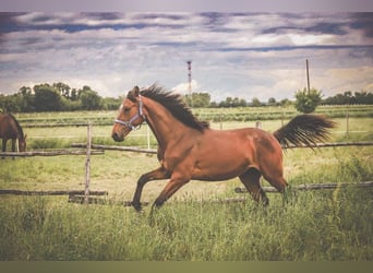 Hongaars sportpaard, Merrie, 1 Jaar, Bruin