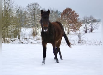 Hongaars sportpaard, Merrie, 2 Jaar, 144 cm, Donkerbruin