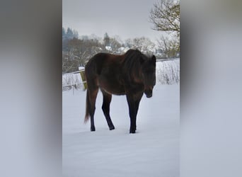 Hongaars sportpaard Mix, Merrie, 2 Jaar, 144 cm, Donkerbruin