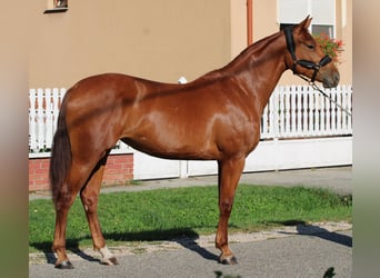 Hongaars sportpaard, Merrie, 2 Jaar, 164 cm, Donkere-vos