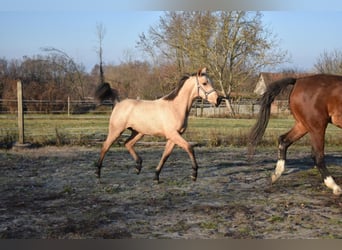 Hongaars sportpaard, Merrie, 3 Jaar, 158 cm, Buckskin