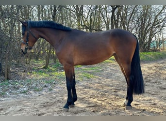 Hongaars sportpaard, Merrie, 3 Jaar, 160 cm, Roodbruin