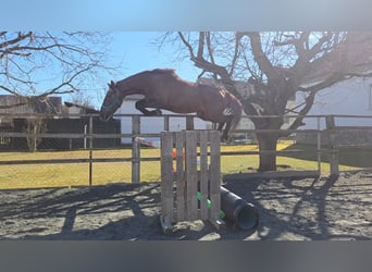 Hongaars sportpaard, Merrie, 3 Jaar, 164 cm