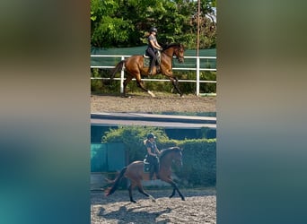 Hongaars sportpaard, Merrie, 3 Jaar, 167 cm, Roodbruin