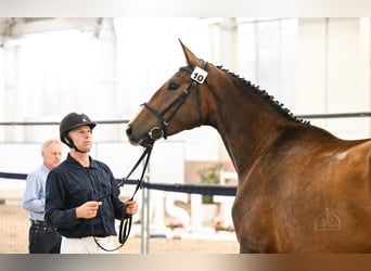 Hongaars sportpaard, Merrie, 3 Jaar, 172 cm, Roodbruin