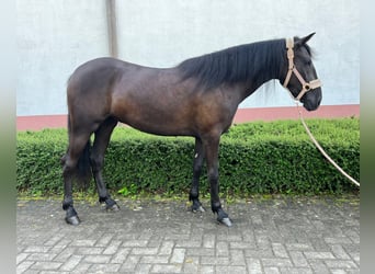 Hongaars sportpaard, Merrie, 4 Jaar, 143 cm, Zwart