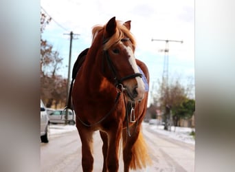 Hongaars sportpaard Mix, Merrie, 4 Jaar, 147 cm, Donkere-vos