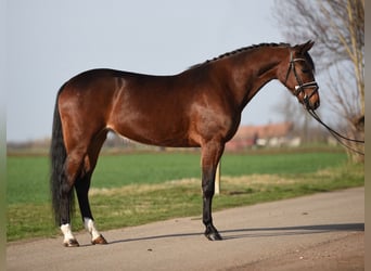 Hongaars sportpaard, Merrie, 4 Jaar, 155 cm, Brauner