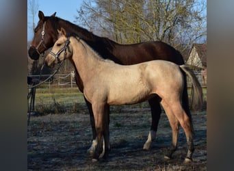 Hongaars sportpaard, Merrie, 4 Jaar, 158 cm, Buckskin