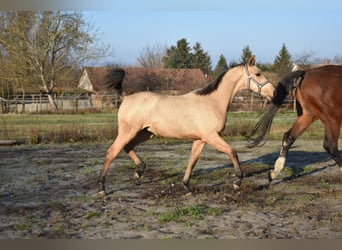 Hongaars sportpaard, Merrie, 4 Jaar, 158 cm, Buckskin