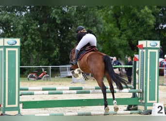 Hongaars sportpaard, Merrie, 4 Jaar, 158 cm, Roodbruin