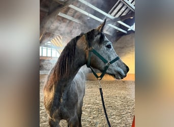 Hongaars sportpaard, Merrie, 4 Jaar, 160 cm, Schimmel