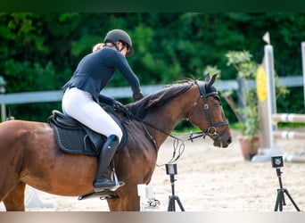 Hongaars sportpaard, Merrie, 4 Jaar, 164 cm, Roodbruin