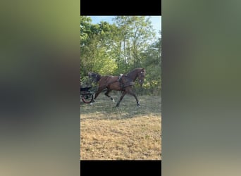 Hongaars sportpaard, Merrie, 4 Jaar, 176 cm, Donkere-vos