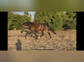Hongaars sportpaard, Merrie, 4 Jaar, 178 cm, Roodbruin
