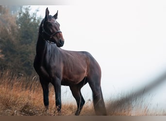 Hongaars sportpaard, Merrie, 4 Jaar, 180 cm, Bruin